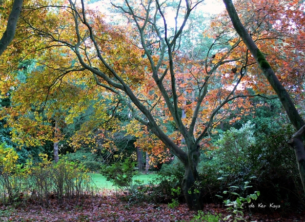 Bois des moutiers fall 2012 (18)
